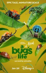 Настоящая жизнь жука